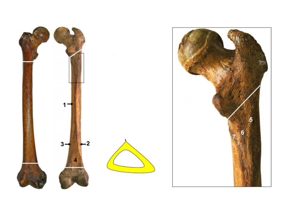 Juegos De Ciencias Juego De F Mur Di Fisis Visi N Anterior Y