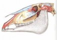 Juegos de Ciencias Juego de Osteología de la cabeza de un equino