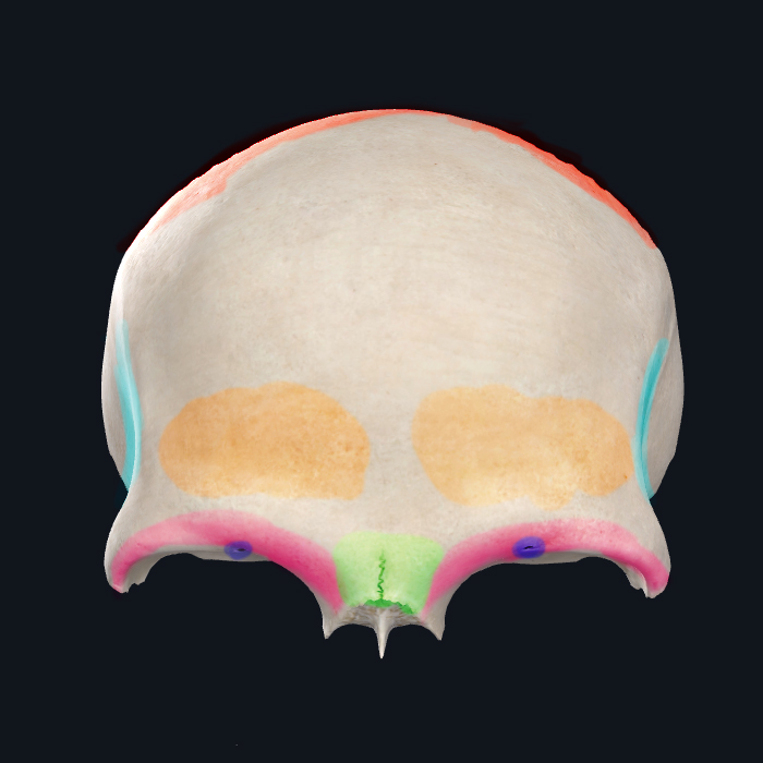 Juegos De Ciencias Juego De Hueso Frontal Visi N Anterior Cerebriti