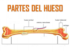 Juegos De Ciencias Juego De Partes Del Hueso 1 Cerebriti