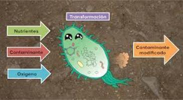 Juegos De Ciencias Juego De Conociendo A La Biorremediaci N Cerebriti