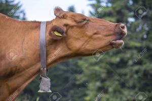 Juegos De Ciencias Juego De Musculos Del Cuello Del Bovino Cerebriti