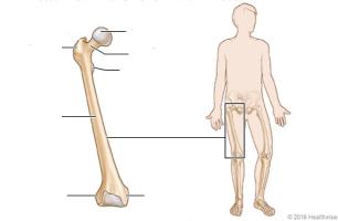 Juegos De Ciencias Juego De Partes Del F Mur Hueso Del Muslo