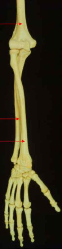 Juegos De Ciencias Juego De Huesos Del Antebrazo Y Mano Derecha