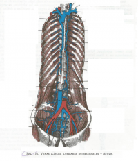 Juegos de Ciencias Juego de Venas ilíacas lumbares intercostales y