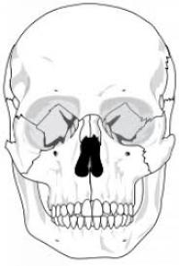 Dibujo Para Colorear Con Sus Nombres Del Craneo Imagui Kulturaupice