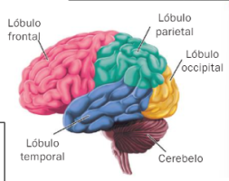 Juegos De Ciencias Juego De Zonas De Los Hemisferios Cerebrales Cerebriti