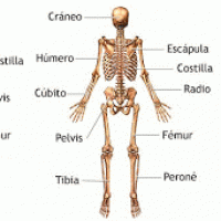 Juegos De Ciencias Juego De Principales Huesos Del Cuerpo Humano