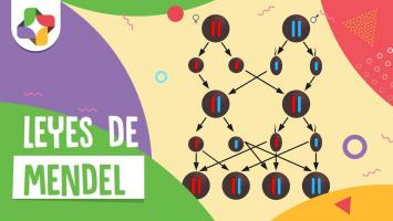 Juegos De Ciencias Juego De Juego De Las Leyes De Mendel Cerebriti