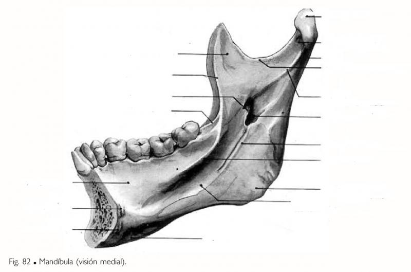 Juegos De Ciencias Juego De Mandibular Visi N Medial Cerebriti