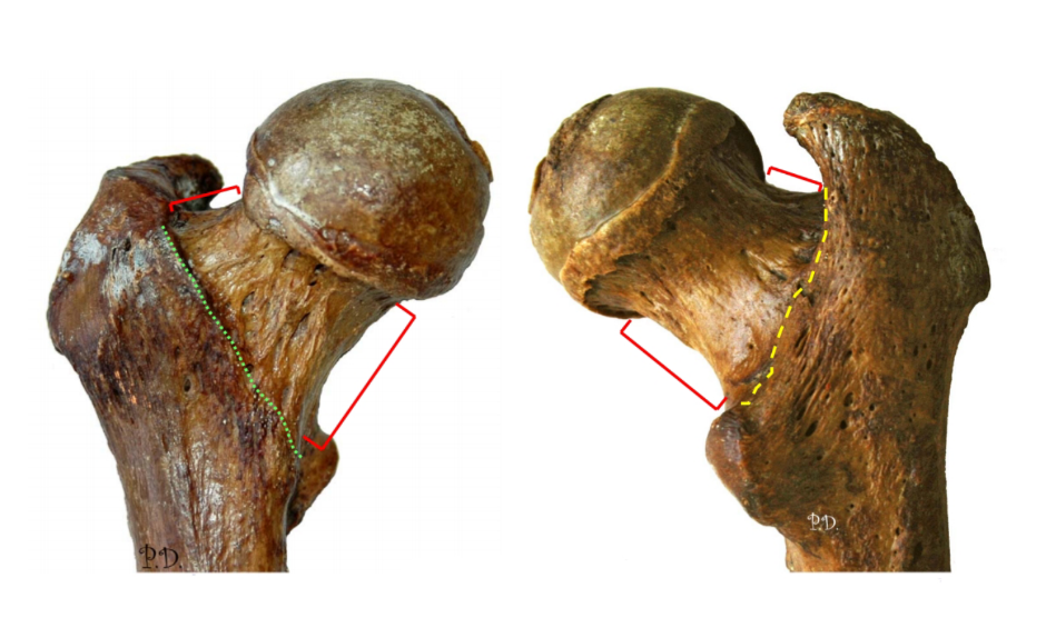 Juegos De Ciencias Juego De F Mur Ep Fisis Proximal Visi N Anterior