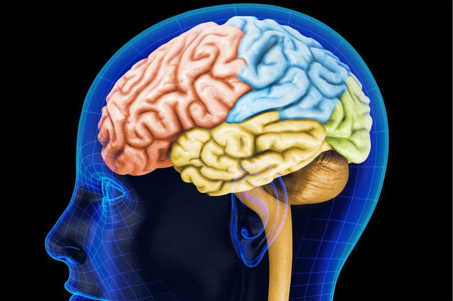 Juegos de Ciencias | Juego de El cerebro y su estructura. | Cerebriti