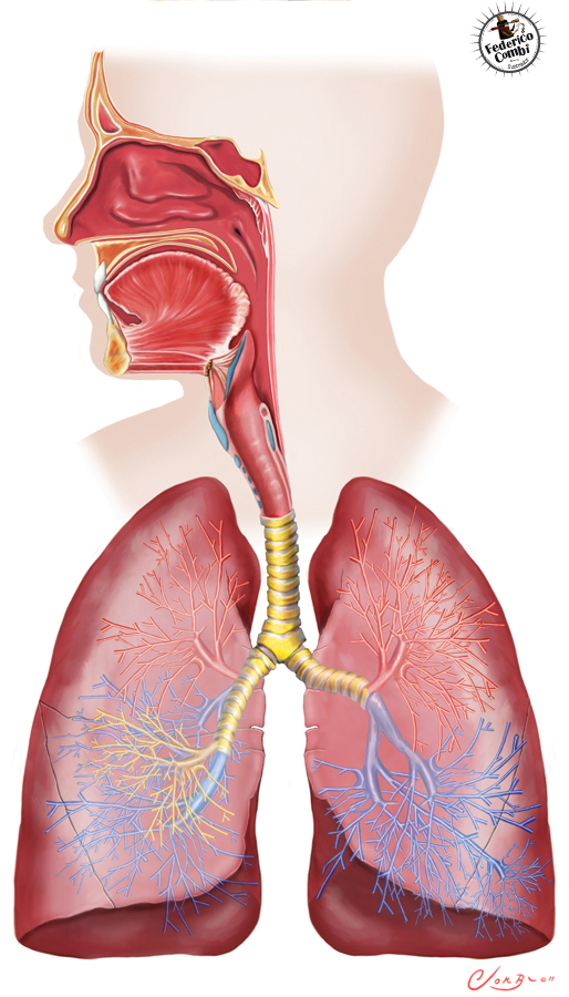 Sistema respiratorio: Anatomía y funciones