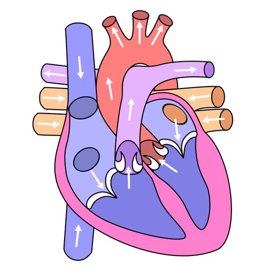 Juegos De Ciencias Juego De Sistema Circulatorio Corazón Partes