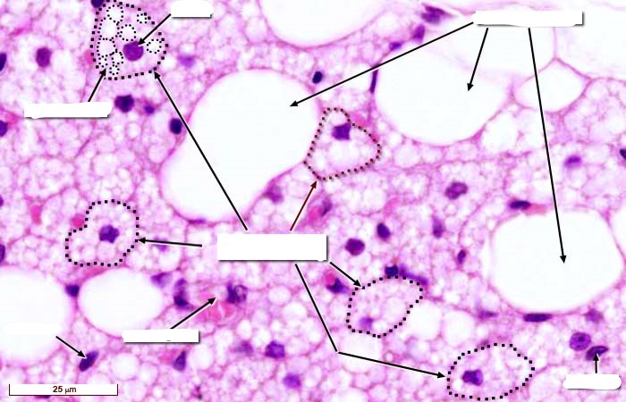 Juegos De Ciencias Juego De Tejido Adiposo Identifica Lo Señalado Cerebriti