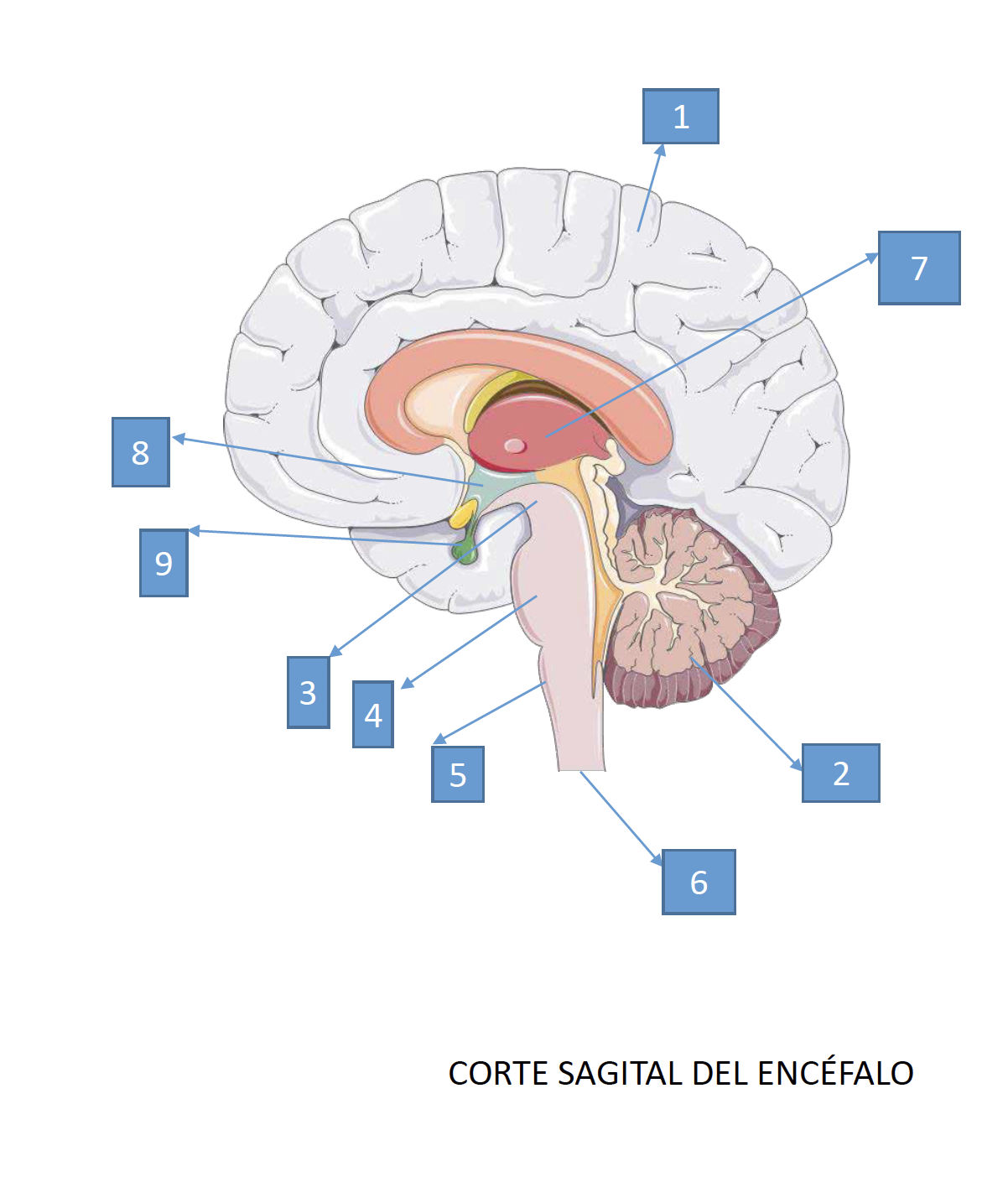 corte sagital del cerebro