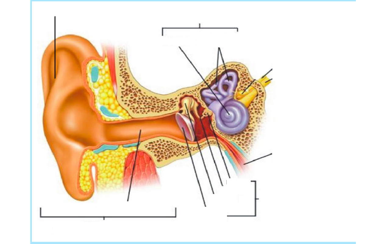 Хирургическая анатомия уха
