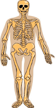 Juegos de Ciencias | Juego de Partes del cuerpo: Esqueleto | Cerebriti