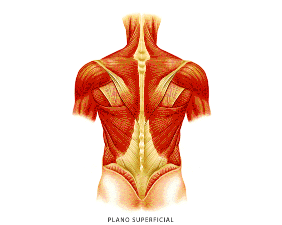 Juegos de Ciencias, Juego de Músculos de la espalda (3)
