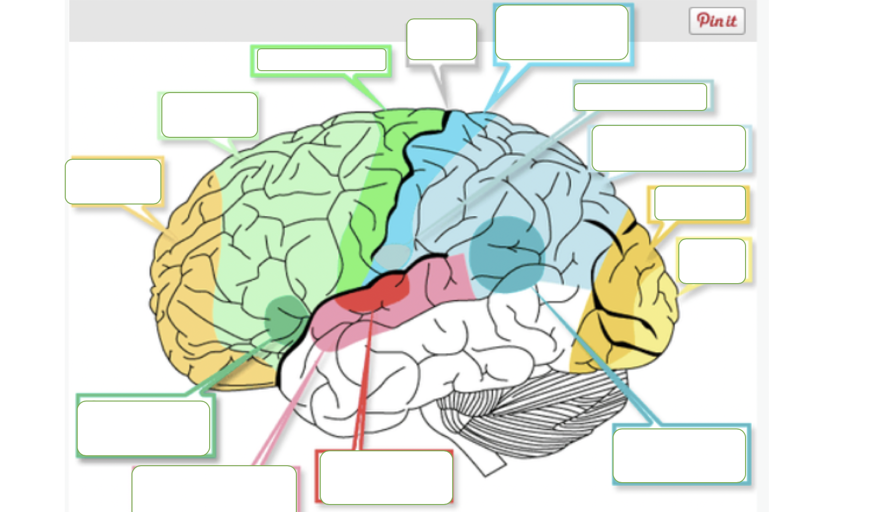 Juegos de Ciencias | Juego de áreas del cerebro | Cerebriti