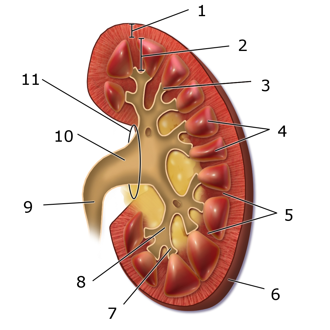 Сосочки почки. Нефрон почечные чашечки. Чашечки почки анатомия. Строение почки. Почечные чашки анатомия.