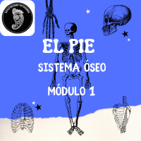 Juegos De Ciencias Juego De Huesos Del Pie Modulo Cerebriti