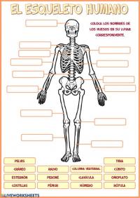 Juegos de Ciencias, Juego de Sistema óseo (7)