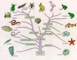 árbol de clasificación del reino animal