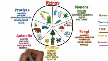 Juegos De Ciencias | Juego De Los Seres Vivos - Clasificación | Cerebriti