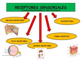 Juegos De Ciencias | Juego De Tipos De Receptores (Función De Relación ...