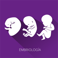 Juegos de Ciencias | Juego de Embriología 3 | Cerebriti