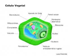 Juegos de Ciencias | Juego de Célula vegetal (1) | Cerebriti
