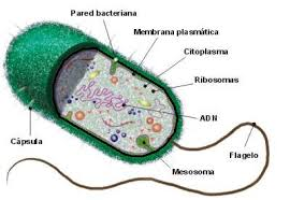 Juegos De Ciencias Juego De Celula Procariotas Cerebriti