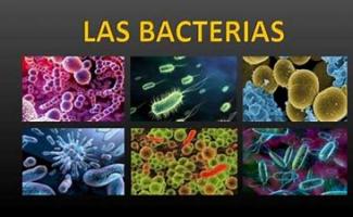 Juegos de Ciencias | Juego de Reino Bacteria | Cerebriti