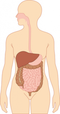 Juegos de Ciencias | Juego de Preguntas sobre el sistema digestivo |  Cerebriti