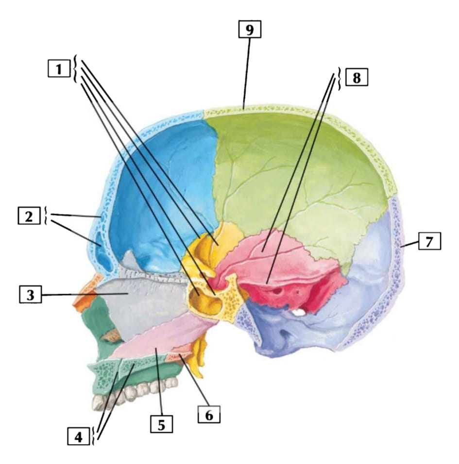 Juegos De Ciencias Juego De Cráneo Sección Sagital Media Cerebriti 2561