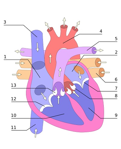 Juegos de Ciencias | Juego de Venas, arterias y válvulas del corazón |  Cerebriti