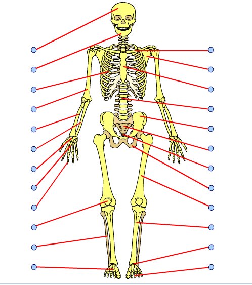 Juegos de Ciencias | Juego de Esqueleto humano - Huesos | Cerebriti
