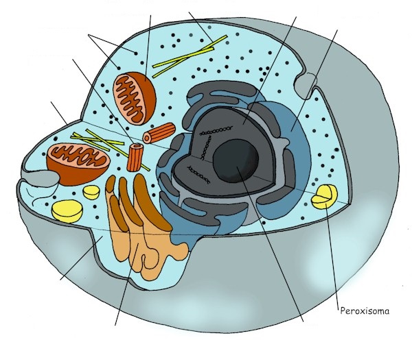 Juegos de Ciencias | Juego de Partes de la célula eucariota animal |  Cerebriti
