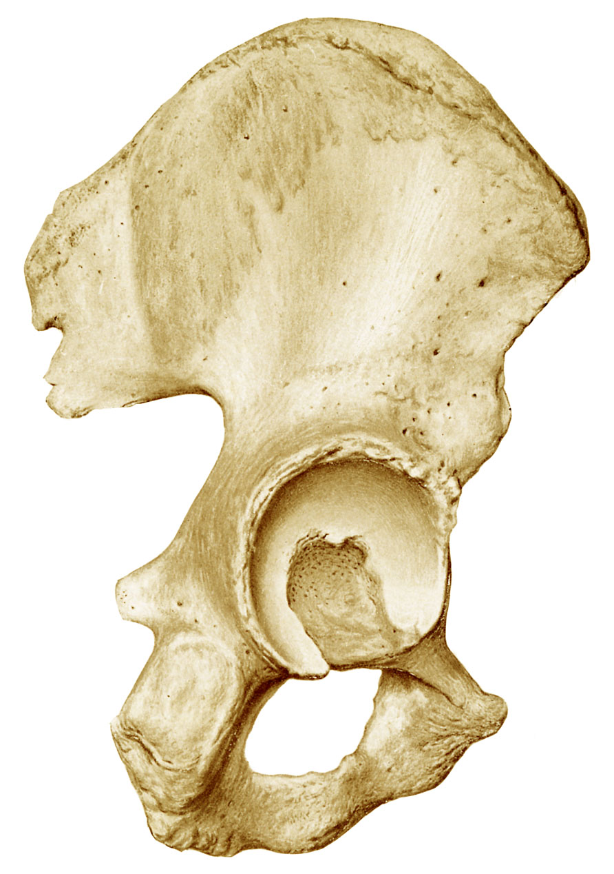 Ковид кости. Тазовая кость (os Coxae). Таз кость os Coxae. Os Coxae анатомия. Тазовая кость анатомия человека.